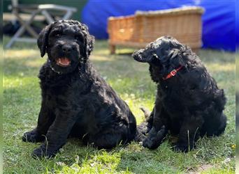 2 wunderschöne Schwarze Russische Terrier Welpen suchen noch ihre Familie
