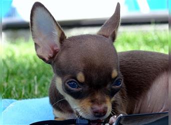 Chihuahua Welpe (kurzhaar)