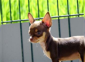 Chihuahua Welpe (kurzhaar)