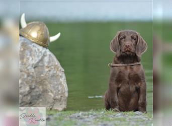 Labradoodle Welpe in chocolate m. Pap. zur Abgabe bereit :-D