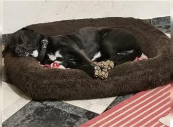 Milo, sportlicher und lieber Labrador-Mischling, geb. 07/2018