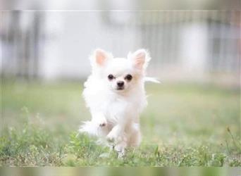 LH Reinrassige Chihuahua mit Ahnentafeln
