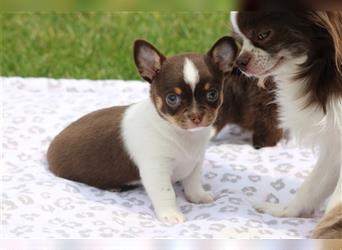 Wunderschöner typvoller Chihuahua Welpe (Rüde) in Schoko Tricolor mit Ahnentafel