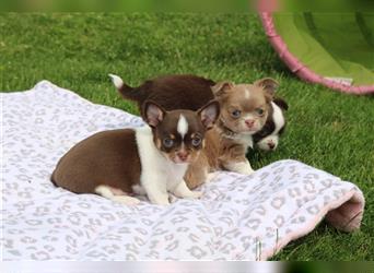 Wunderschöner typvoller Chihuahua Welpe (Rüde) in Schoko Tricolor mit Ahnentafel