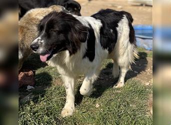 Dasinja, geb. ca. 03/2018, lebt in GRIECHENLAND, auf einem Gelände, auf dem die Hunde notdürftig ver