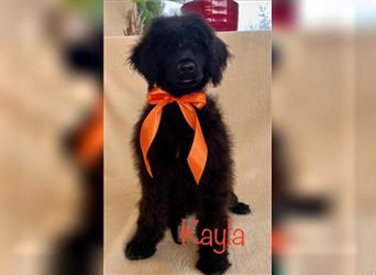 Portugiesischen Wasserhund ist verfügbar _ Kayla