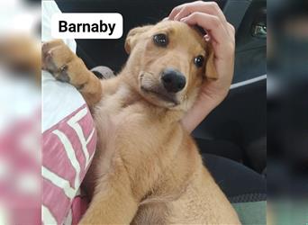 Barnaby der kleine Teddybär