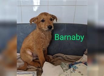 Barnaby der kleine Teddybär