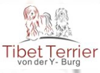 Tibet Terrier von der Y-Burg: E-Wurf (geb. 23.04.2022)