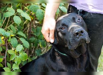 Dobra ist ein Cane Corso Mischling und daher etwas für Kenner und Liebhaber dieser Hunderasse.