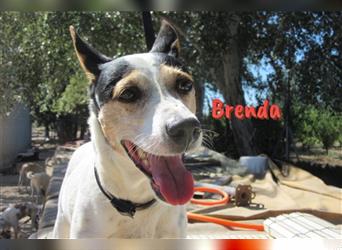 Brenda 09/11 (DE) - sucht DRINGEND Pflegestelle oder Für- Immer- Körbchen