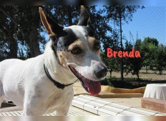 Brenda 09/11 (in DE) - sucht Pflegestelle oder Für- Immer- Körbchen