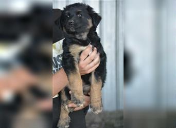 „Ajax“, lieber und verspielter Welpe-Junghund, geb. 2022, größer werdend, sucht Zuhause