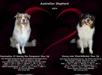 Süße Australian Shepherd Rüden mit ASCA Papieren