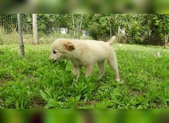Picur: 3,5 Monate junges Hundemädel möchte in einer Familie groß werden