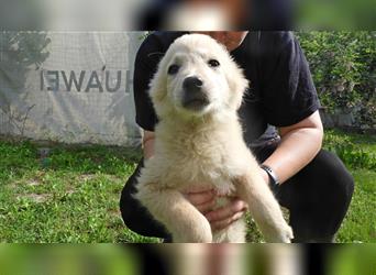 Picur: 3,5 Monate junges Hundemädel möchte in einer Familie groß werden