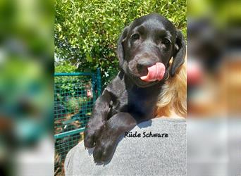 Labradorwelpen suchen ein  neues Zuhause