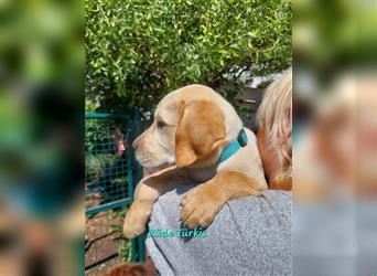 Labradorwelpen suchen ein  neues Zuhause