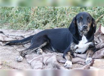 Novalina, geb. ca. 03/2022, lebt in GRIECHENLAND, auf einem Gelände, auf dem die Hunde notdürftig ve