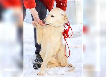 Labrador Mix Maya mit großem Potenzial und Liebe zu Mensch
