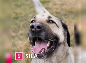 Sila – großer Hund mit großem Herzen!