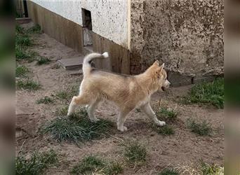 Reinrassiger Siberian Husky Welpe mit FCI Ahnentafel