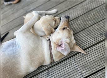 Reinrassige Labrador-Retriever Welpen in liebevolle Hände abzugeben