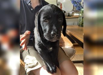 Reinrassige Labrador-Retriever Welpen in liebevolle Hände abzugeben