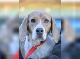 Kenny - Lieber ruhiger Beagle Rüde, ca. 5 Jahre