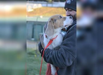 Kenny - Lieber ruhiger Beagle Rüde, ca. 5 Jahre