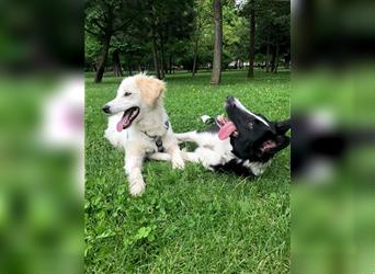 Fritzi ein süßer, lustiger und fröhlicher Hund sucht Körbchen
