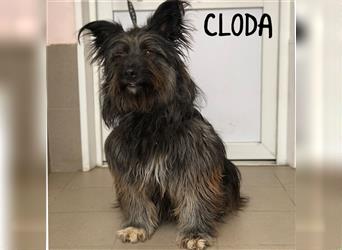 Skye Terrier Mix klug ruhig ausgeglichen  das ist Cloda