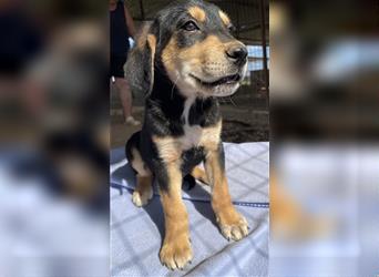 Friedo, geb. ca. 03/2022, lebt in GRIECHENLAND, auf dem Gelände werden Hunde notdürftig versorgt