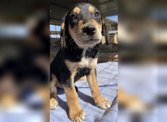 Friedo, geb. ca. 03/2022, lebt in GRIECHENLAND, auf dem Gelände werden Hunde notdürftig versorgt