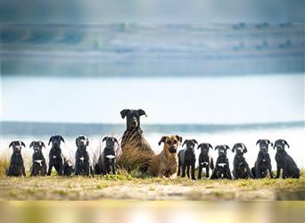 Rila-Ridgeback-Labrador Welpen die perfekten Familienhunde