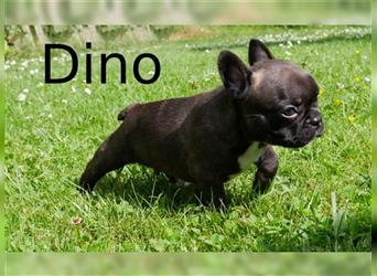 Französische Bulldogge Welpe Dino (Abgabereif)