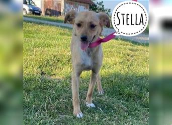 Stella ein Sternchen