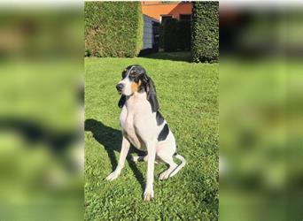 Flocki - Aktiver Französischer Laufhund, ca. 2018 geboren, sucht aktives Zuhause, auf PS in Göttinge