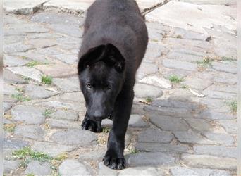 Deutscher Schäferhund Rüde Schwarz Kurzhaar - gerader Rücken
