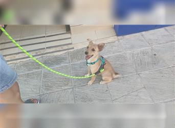 GEO - Fröhlicher junger Hund sucht aktive Menschen mit viel Zeit