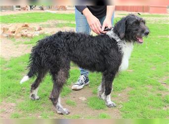 Dasha, Mix Border Collie / Wasserhund, lieb und verträglich