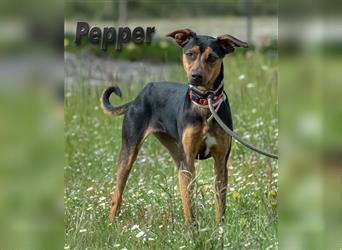 Pepper, eine gut aufgestellte Junghündin!