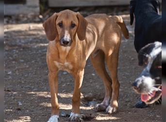 Odin - karamellfarbener Familienhund, ca. 1 Jahr, ca. 18 kg