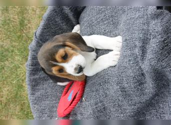 Beagle Welpen - ab jetzt abzugeben