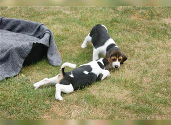Beagle Welpen - ab jetzt abzugeben
