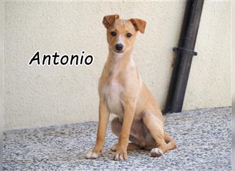 Darf Antonio bei und mit Ihnen wachsen und ein toller Familienhund werden?