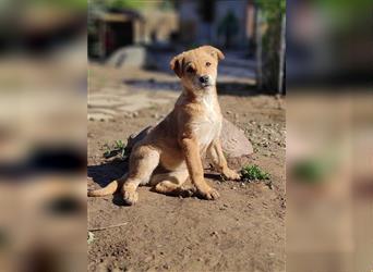 don't buy - adopt. Puppy Juzha is looking for a home