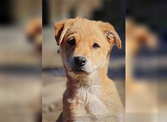 don't buy - adopt. Puppy Juzha is looking for a home