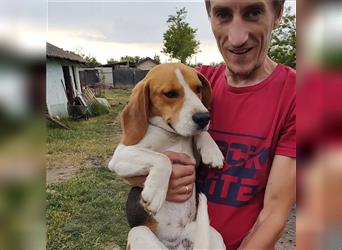 Schöner Beagle junge Milo sucht dringend ein schönes Zuhause