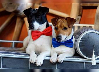 Jack Russell Terrier Welpen * reinrassig